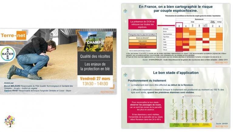 DE BOUCHE A OREILLE • Production d'un support de présentation pour animer un webinaire Les enjeux de la protection en blé pour BAYER.